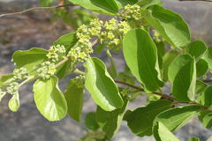 Ziziphus xylopyrus